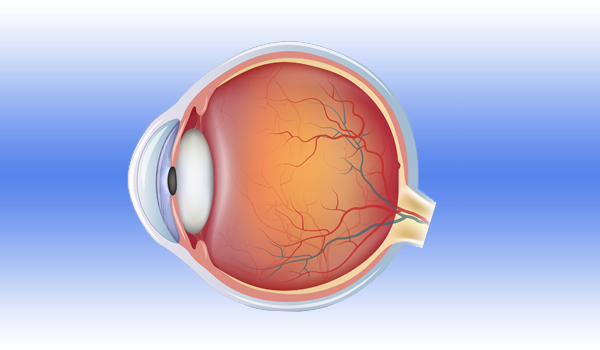 Anatomía coloides ojo